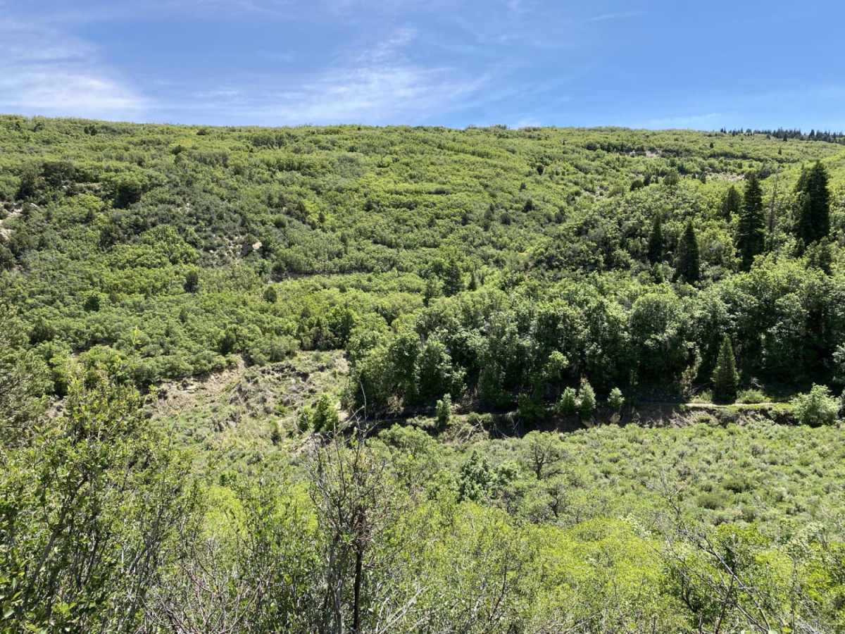 Maple Springs Trail photo 5