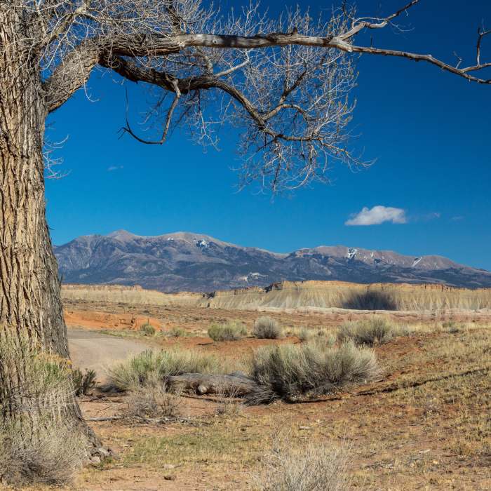 Near Cottonwood Wash