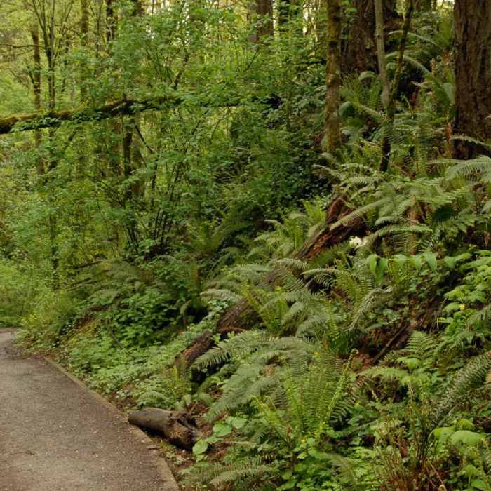 Near Wild Cherry Trail Loop