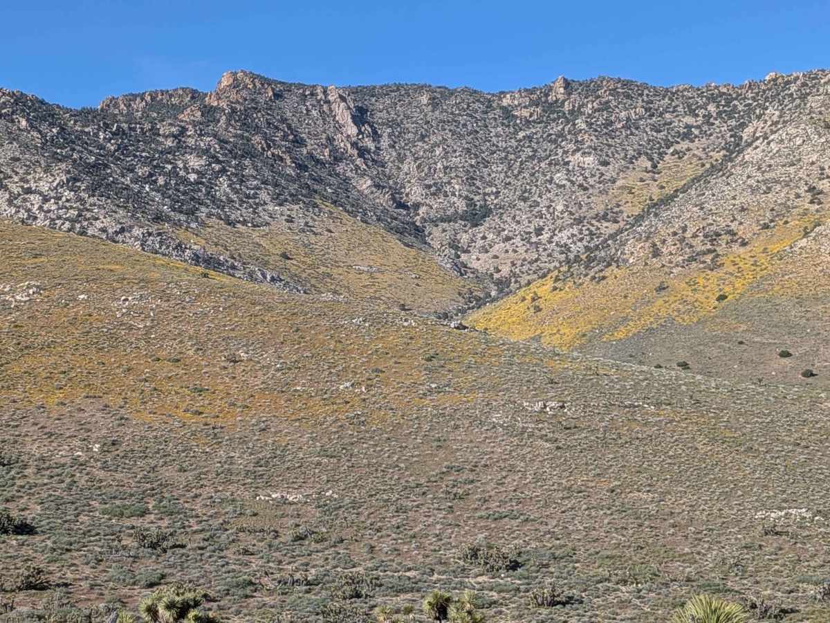 BLM SC42 photo 4