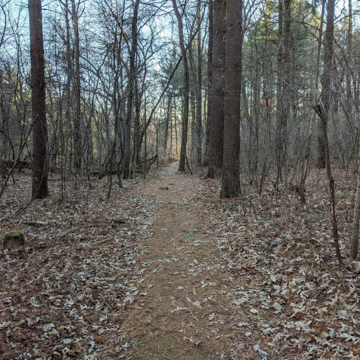 Running on pine needles Near MMSD Forest Loop