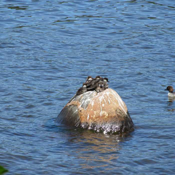 Golden Eye Ducks in Washington Harbor from the Washington Creek Trail. Near Windigo Nature Loop