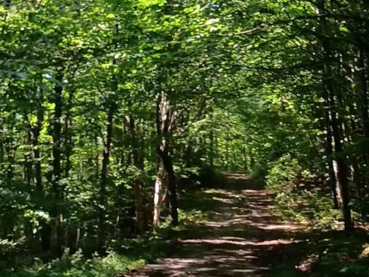 Lincoln Gap Trail photo 4