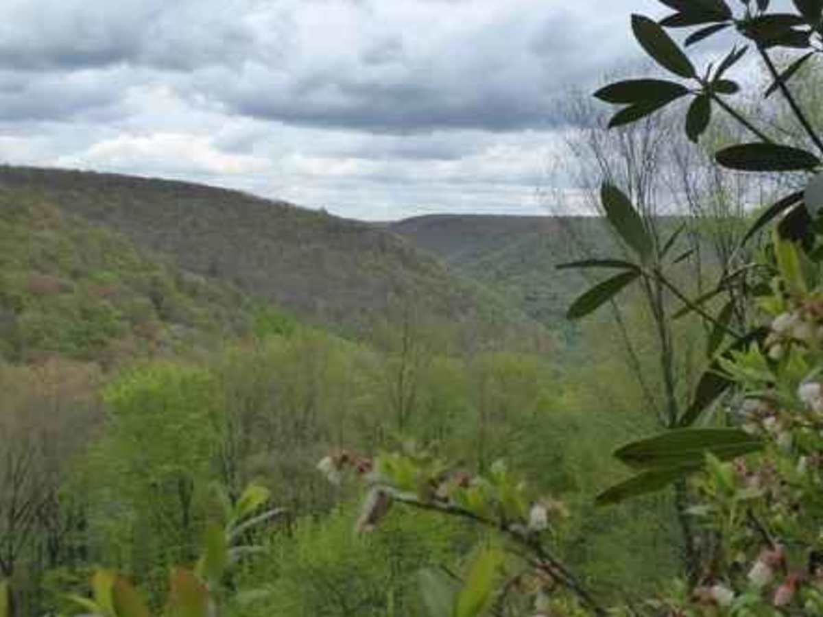 Wild Cat Rock Trail photo 4