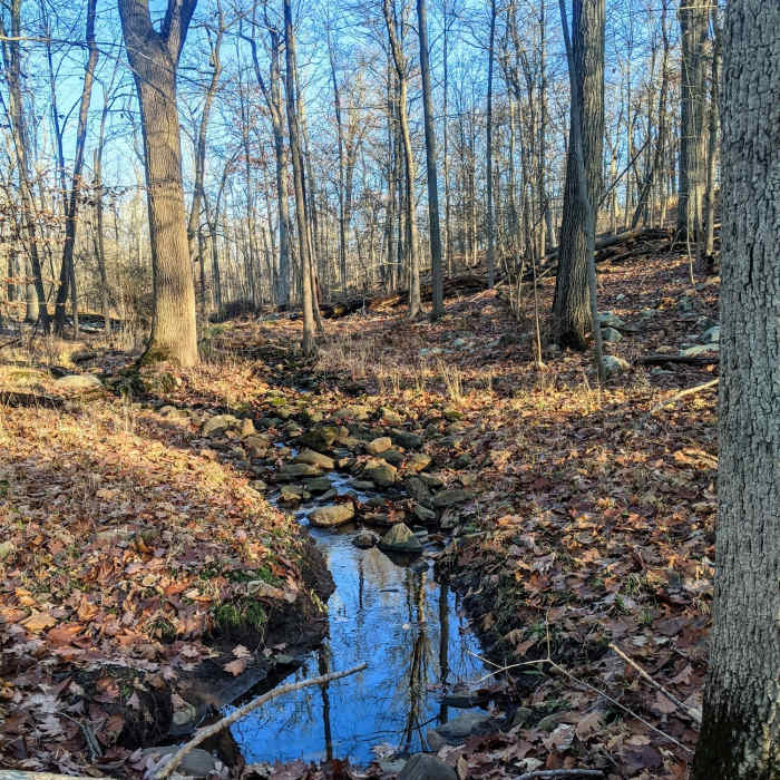 Near Lenape Trail