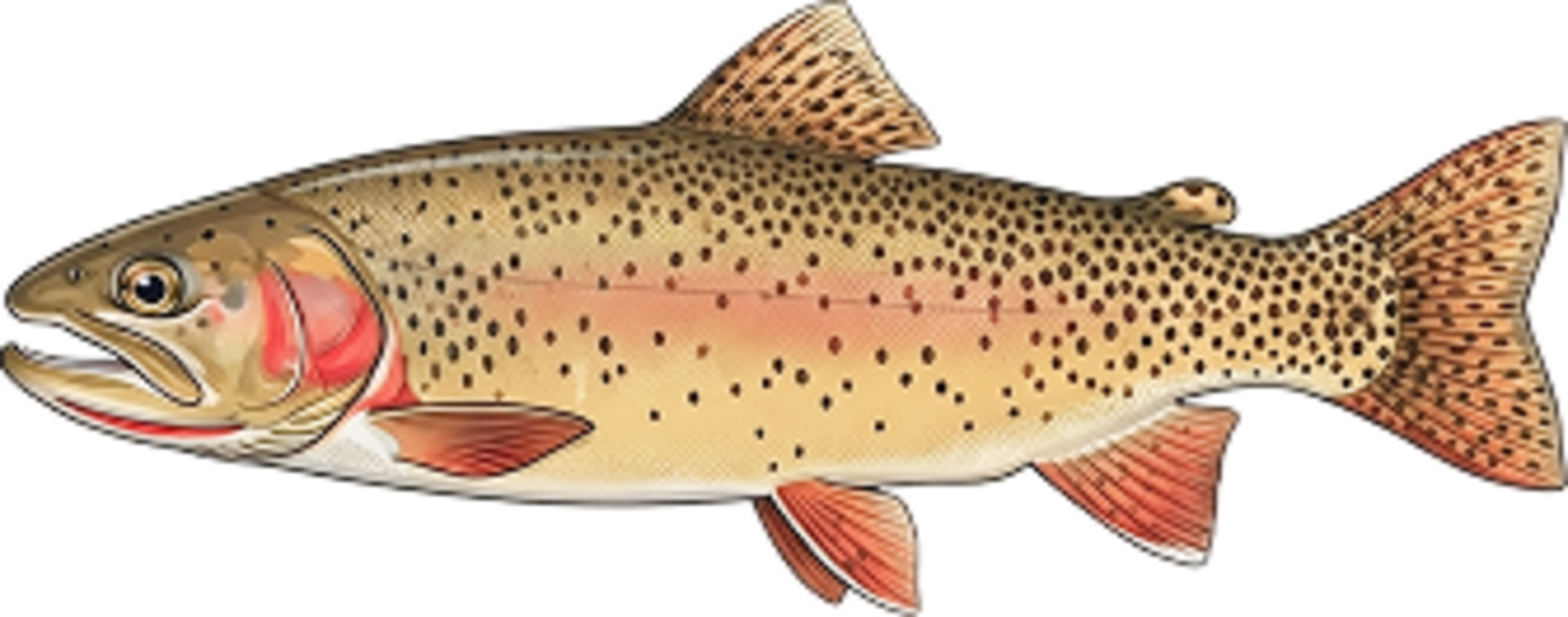 Cutthroat trout
