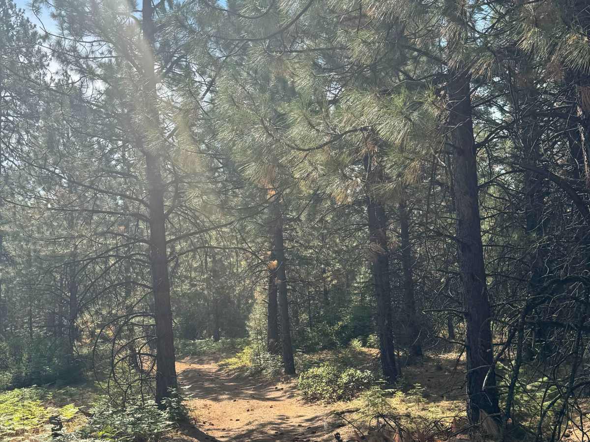 FS 1150-100 trail photo