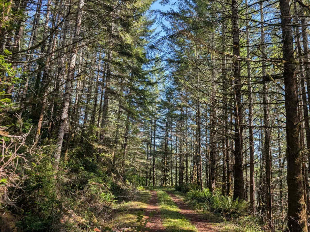 FS 6300 trail photo