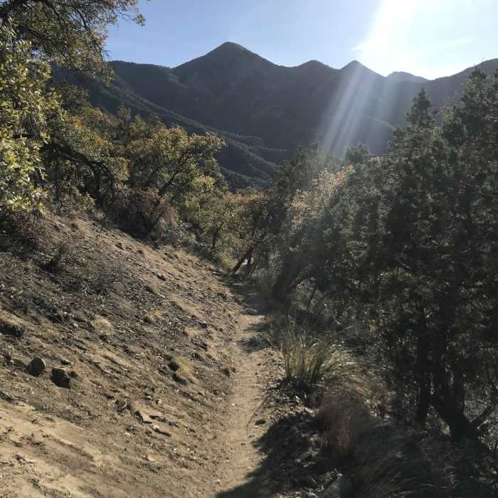 Near Bog Springs Trail #156