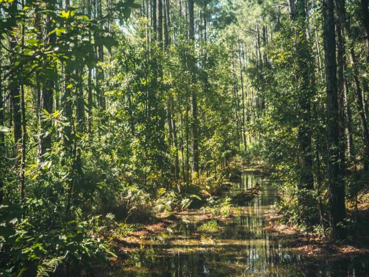 North South Spur Road - Four Creeks State Forest trail photo