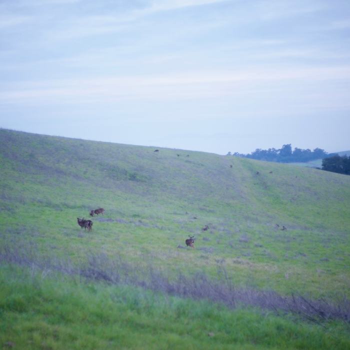 Near Coyote, Lower Meadow, and Permanente Creek Loop