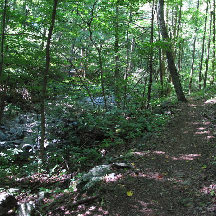 Near Jones Run Trail