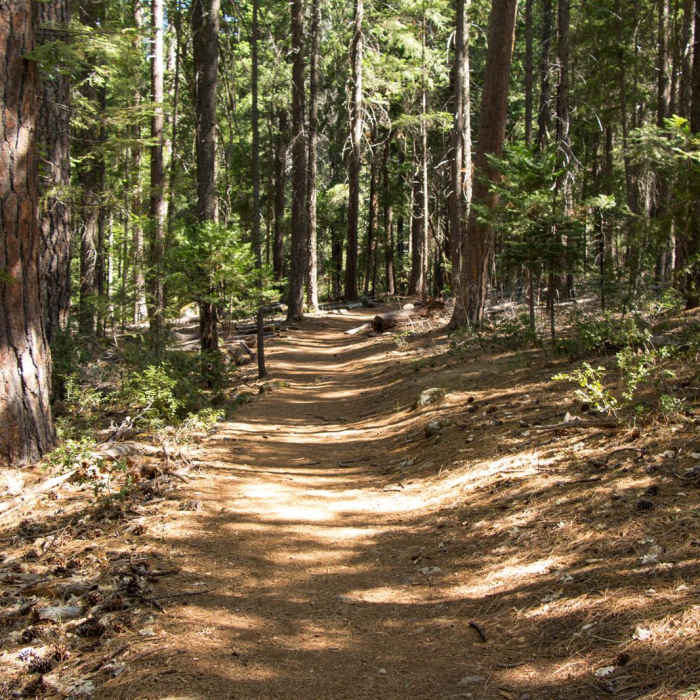Near Canyon Creek Falls