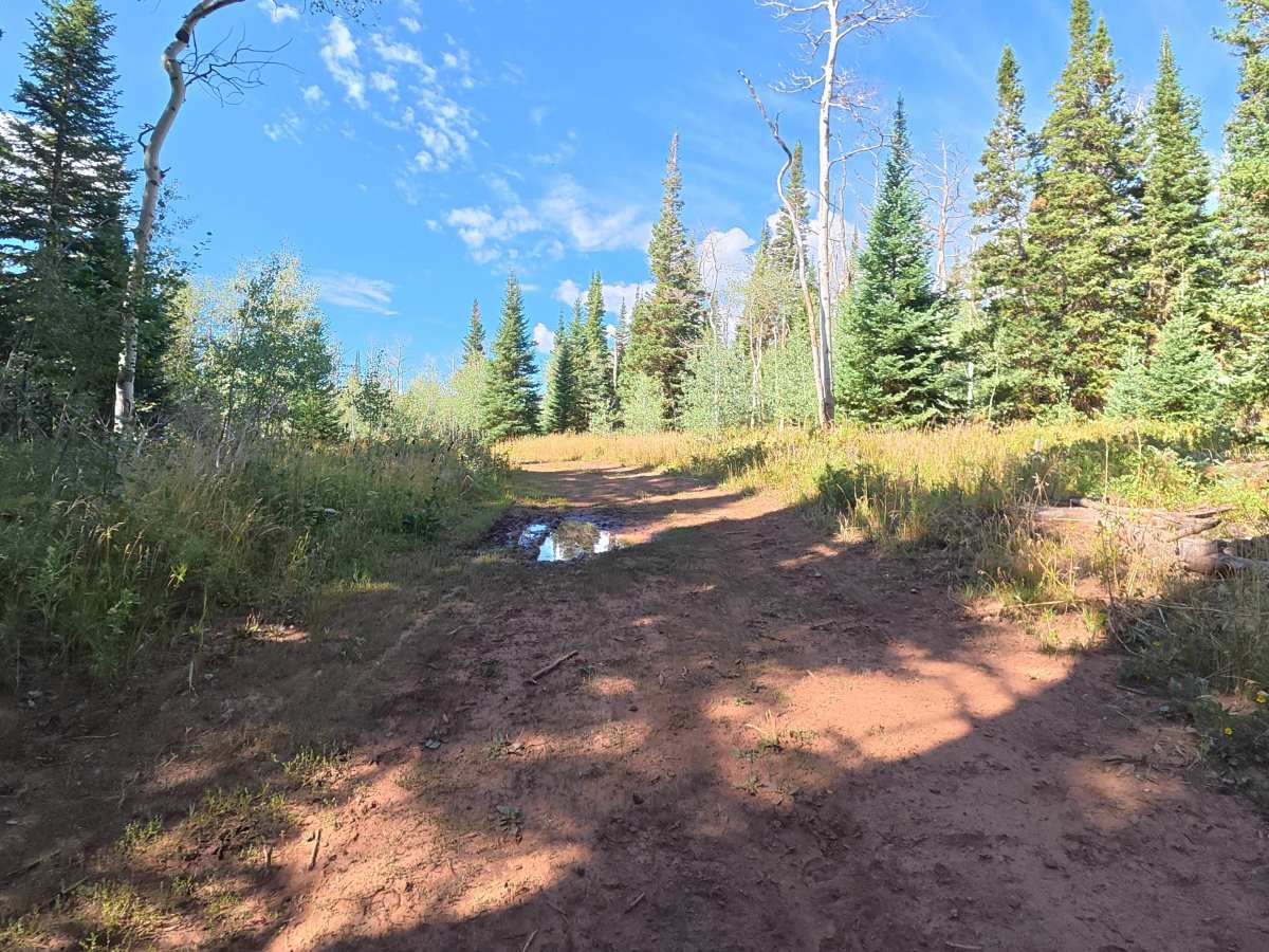 Big Ridge Road - FS 243 photo 4