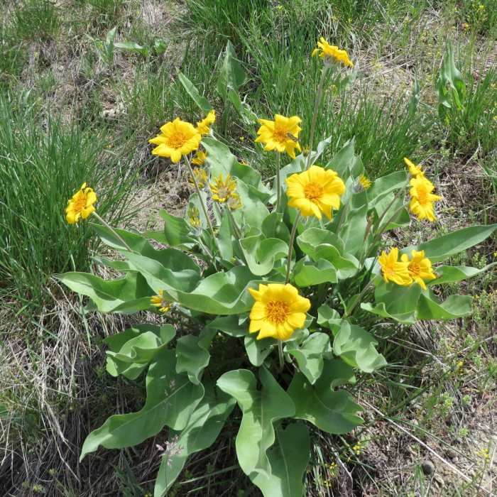 Near Sarlacc Trail