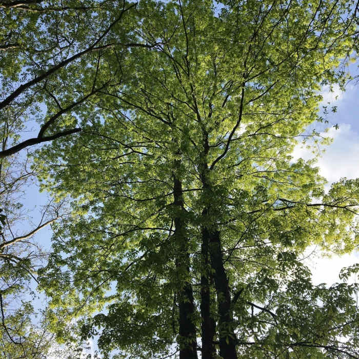Near Elephant Rock Trail