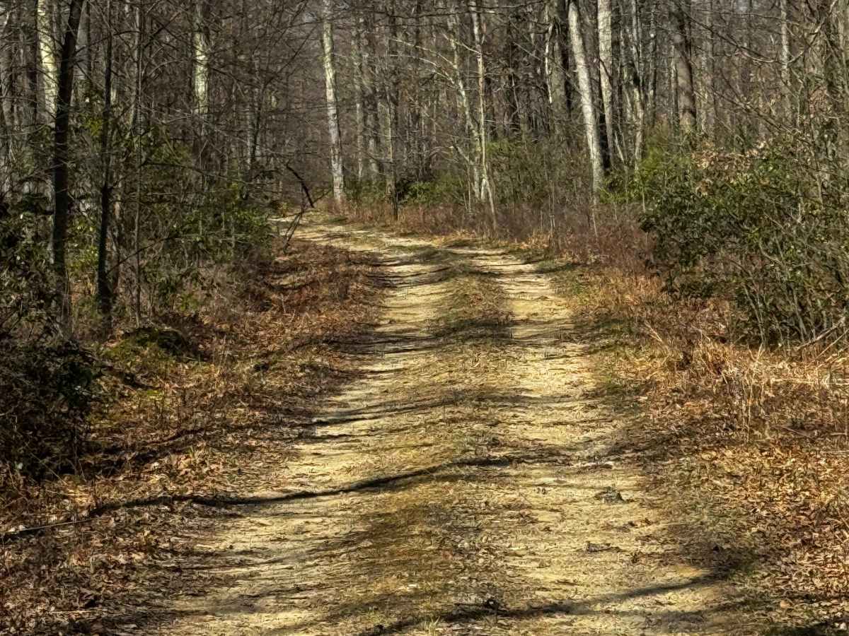 Council Run Trail photo 3