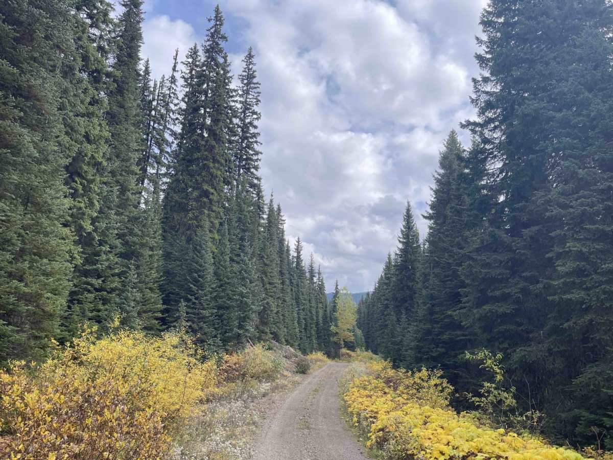 Keefer Lake FSR to Holmes Lake Rec Site photo 5