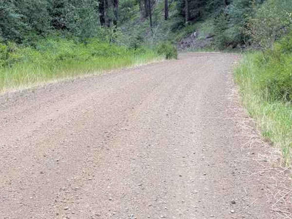 Forest Road 9718 photo 4