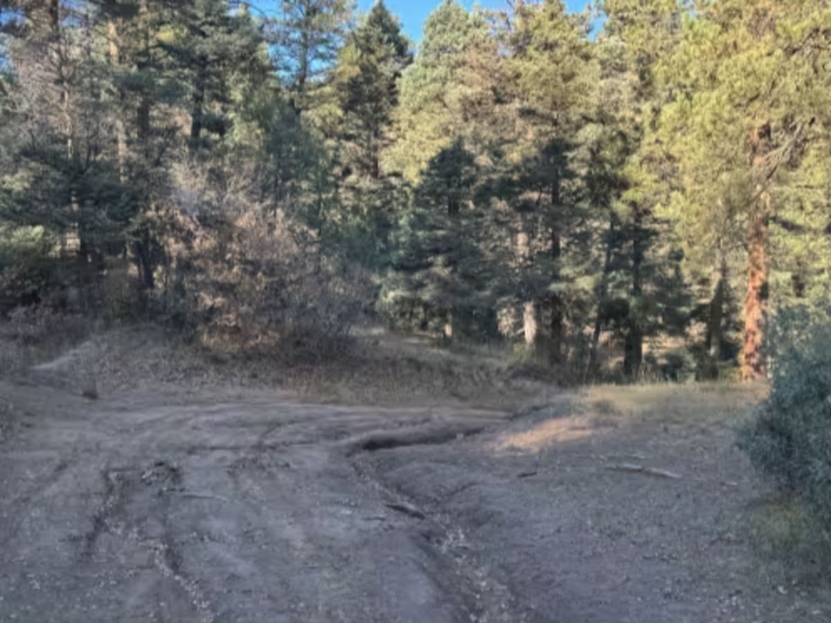 Capulin Forest Road photo 6