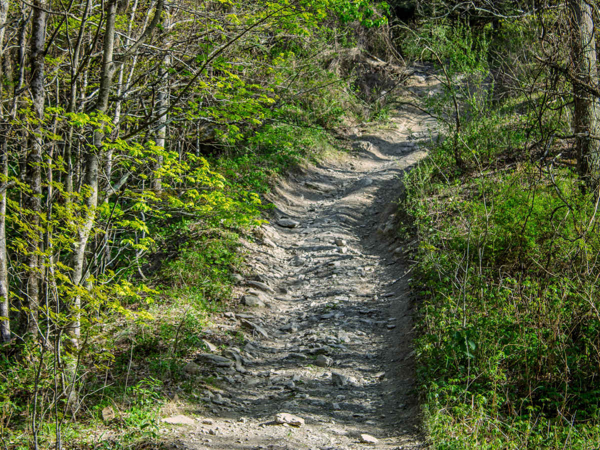 Pipeline Ridge trail photo