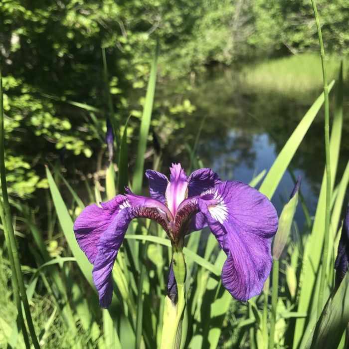Near Upper Dewey Lake Trail