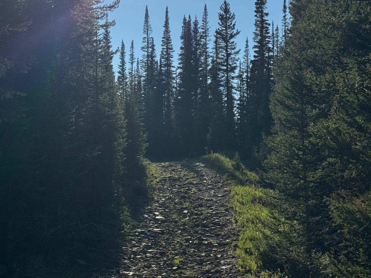 Dome Creek Road - FS 911 photo 4