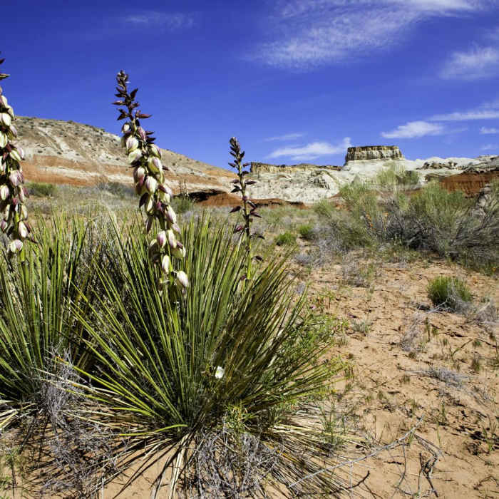 Near Toadstools Trail through Paria Rimrocks