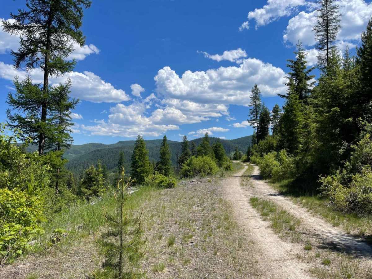 Cedar Run Ridge trail photo