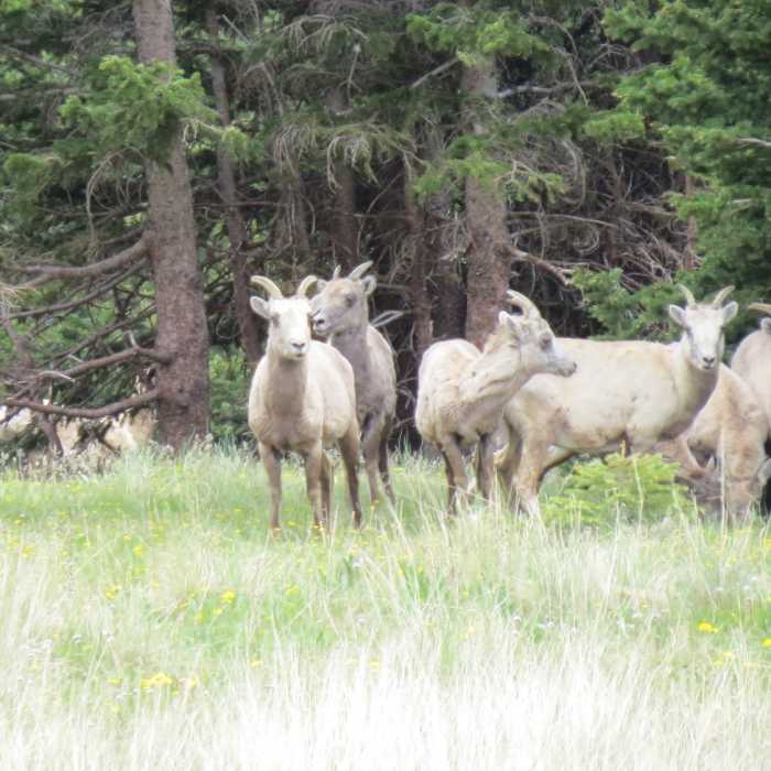 Near Music Pass Trail