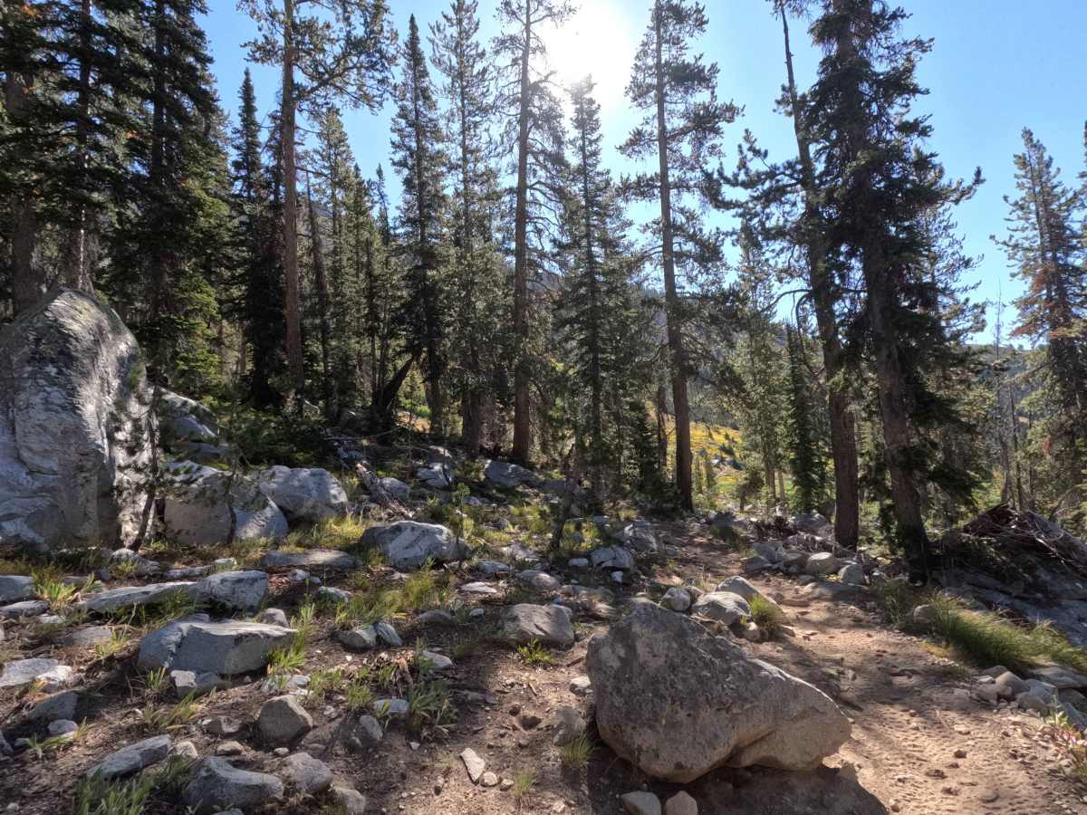 Bear-Willow Connector - FS 7197 trail photo