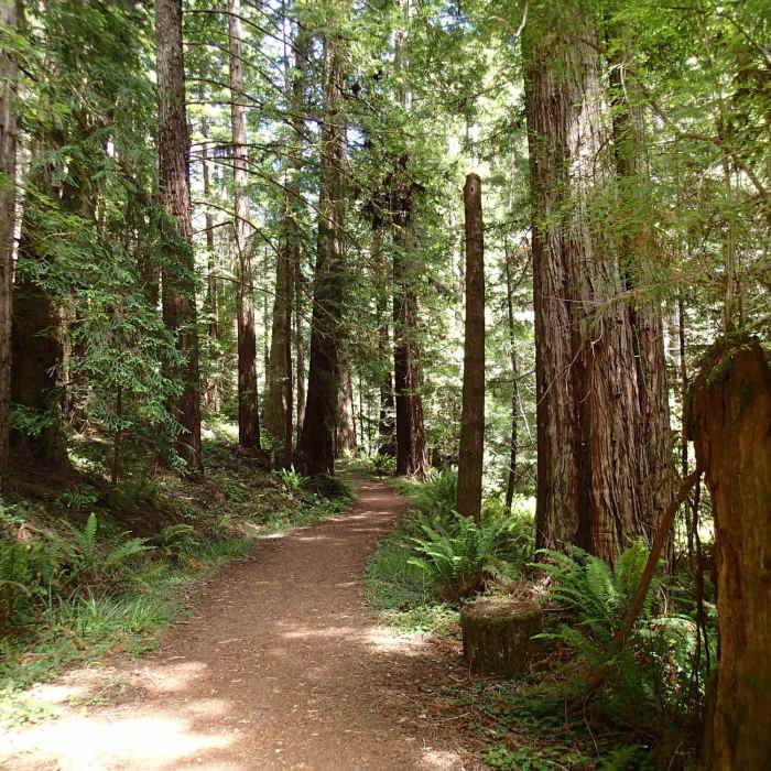 Near Fern Canyon Trail