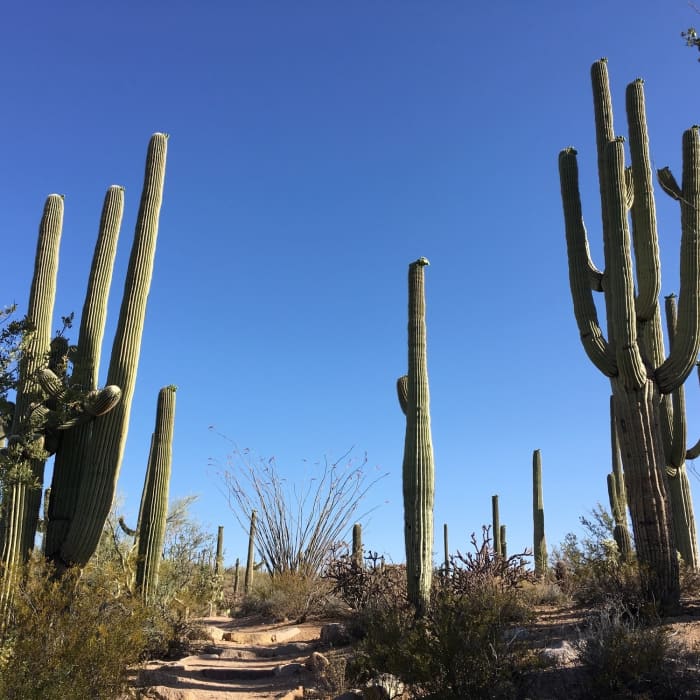 Near Wild Dog Trail