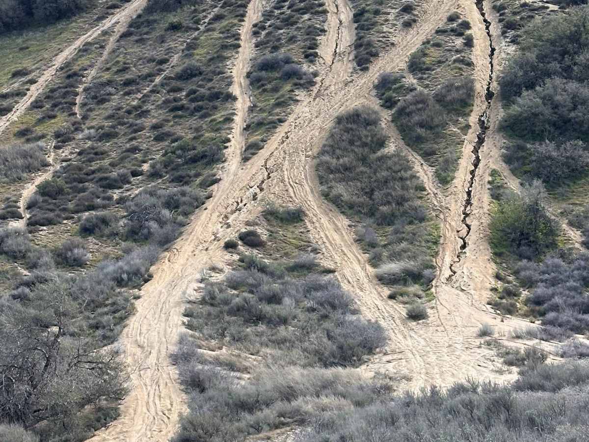 Chickens trail photo