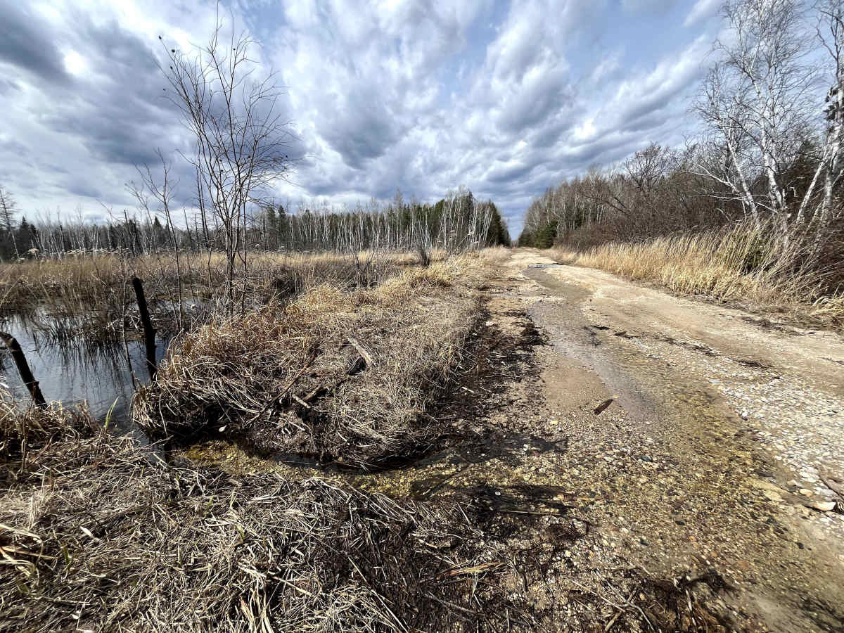 Sandilands Forestry Road 31 photo 4