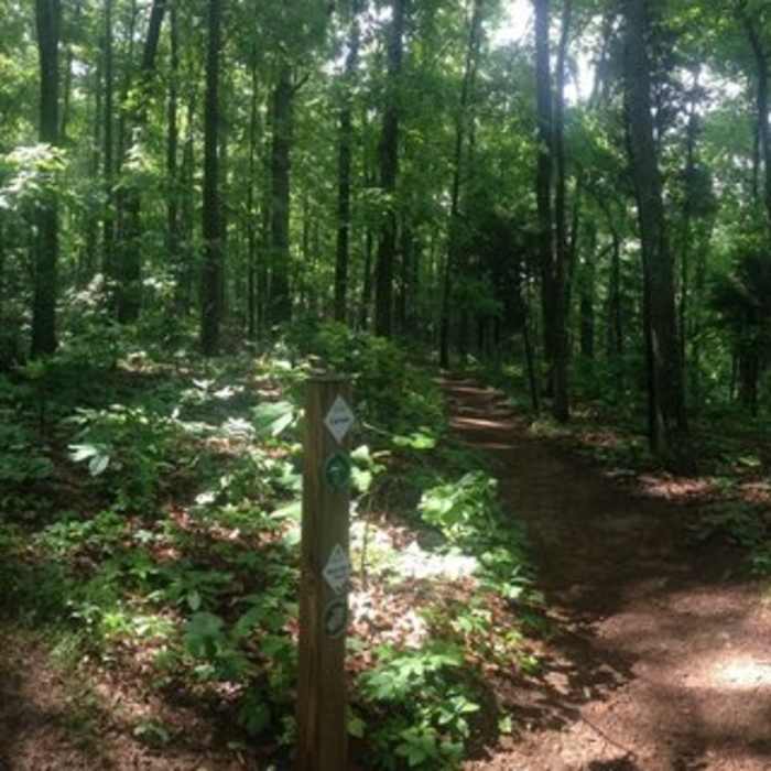 Near Jean Shorts Special