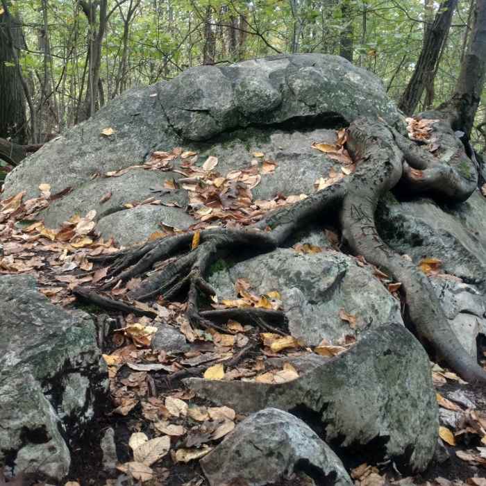 Near White Rocks Trail (Center Point Knob Hike)