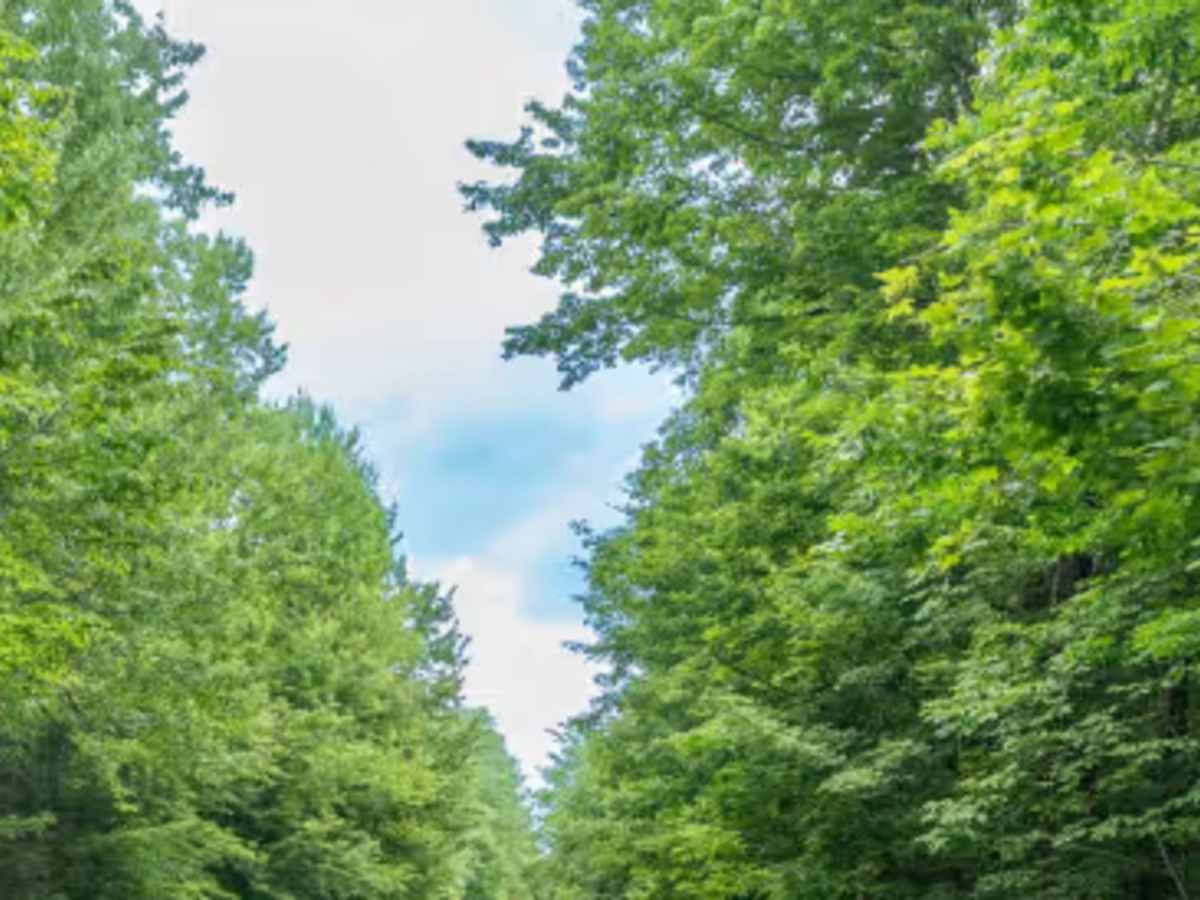 Truck Trail 13 photo 5