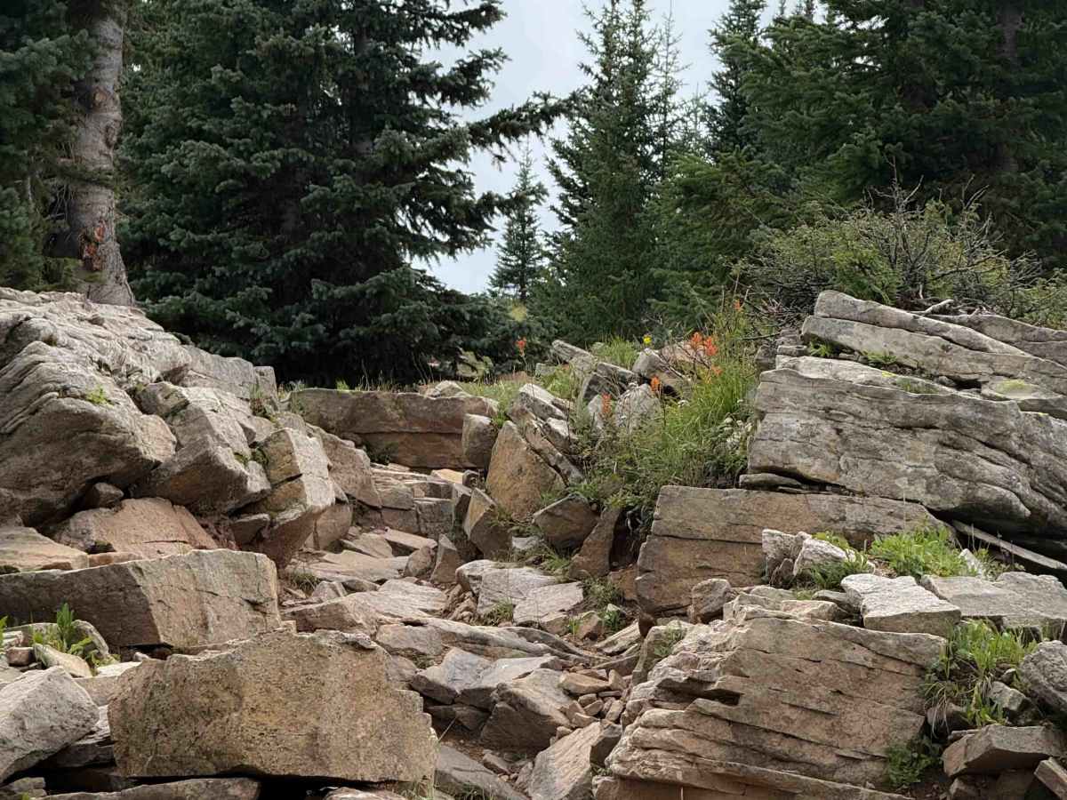 Calico North - Trail 208 photo 3