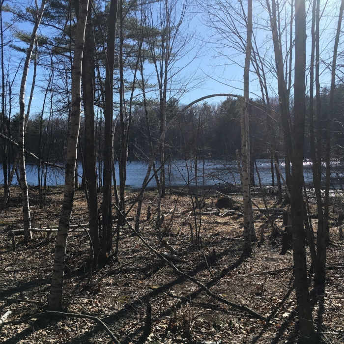 Beaver Pond on Long Loop Near Loop Trail