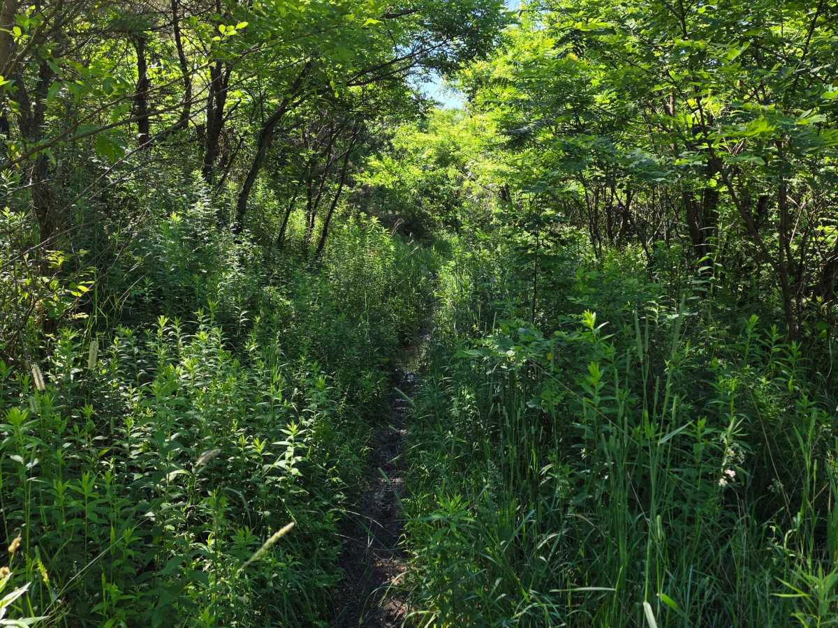 Single Track R trail photo