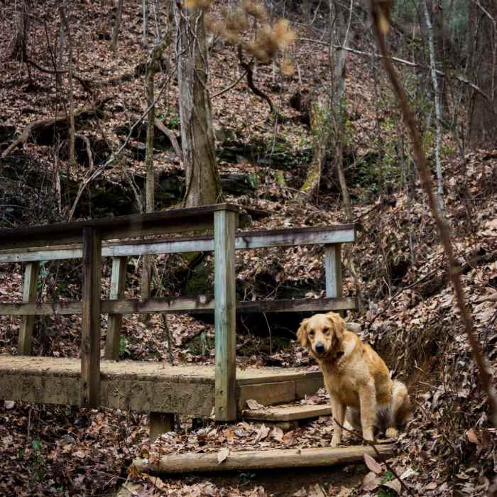 Near Yellow Branch Falls