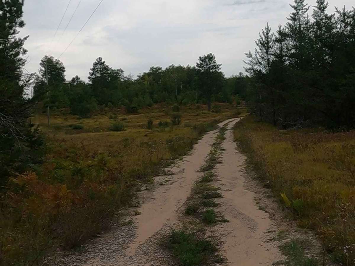Sandhill - FS 3697 photo 4