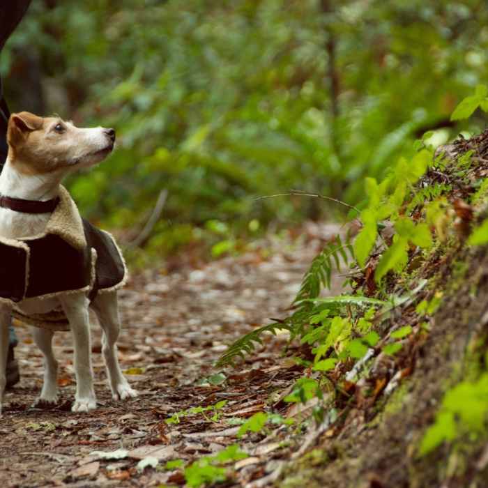 Near Merry-Go-Round to Sprig Trail Loop
