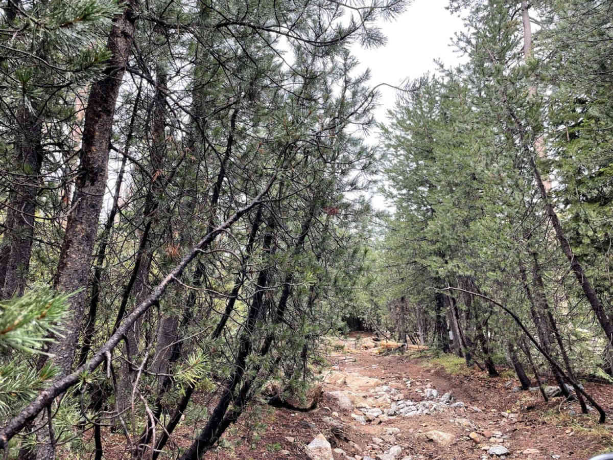 Pine Tunnel photo 2
