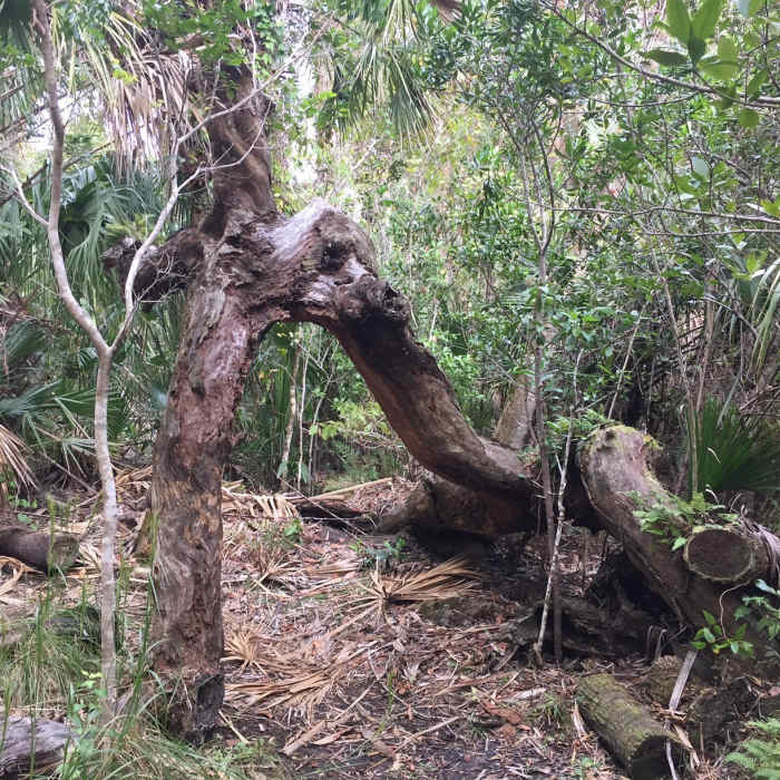 Natural archway. Near Maritime Hammock Sanctuary