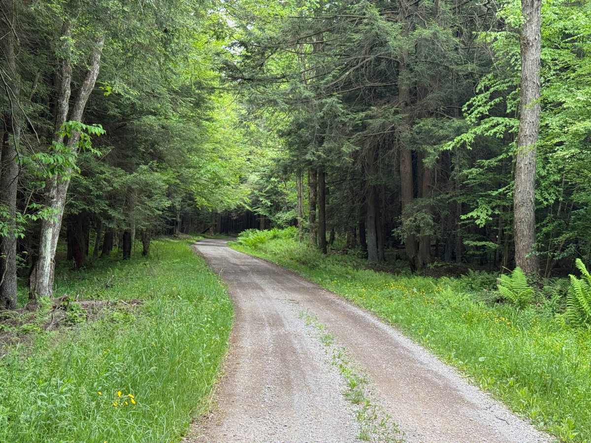 Hoffman Run - FS 322 trail photo