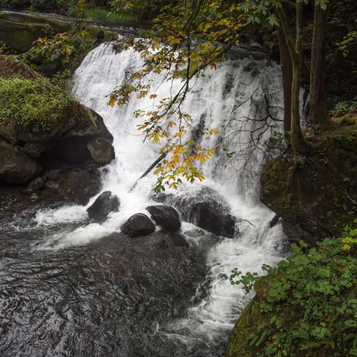 Whatcom Falls! Near Whatcom Falls Trail