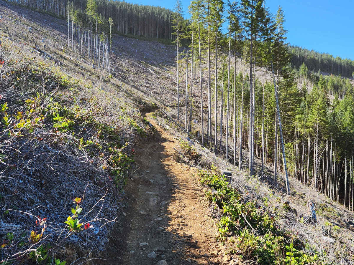 Larch Trail East trail photo