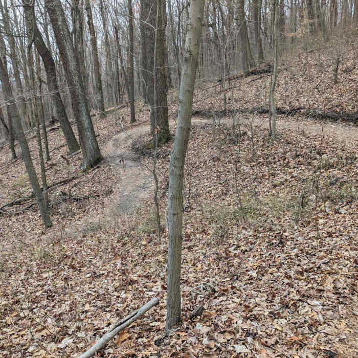 Near Indian Pipes Trail